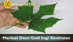 Manfaat Daun Gedi bagi Kesehatan