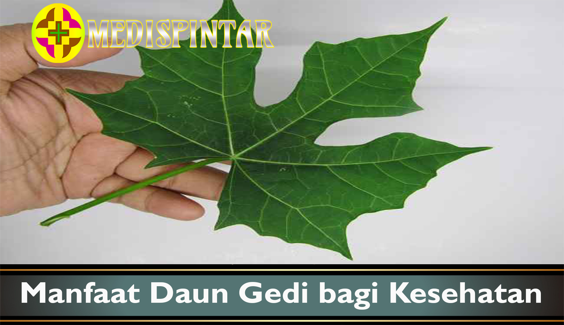 Manfaat Daun Gedi bagi Kesehatan