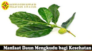 Manfaat Daun Mengkudu bagi Kesehatan