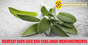 Manfaat Daun Sage dan Cara Aman Mengonsumsinya